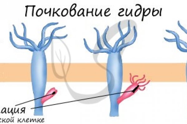 Работает ли кракен